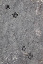 Check spelling or type a new query. 9 Tierspuren Ideen Tierspuren Tiere Tierspuren Im Schnee