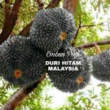 Check spelling or type a new query. Jual Durian Duri Hitam Terdekat Harga Murah Grosir July 2021