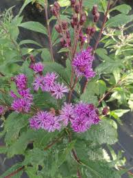Image result for Vernonia hochstetteri