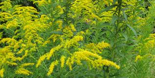 Buying and growing native plants more gardeners. Goldenrod Piedmont Master Gardeners