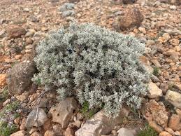 Image result for Macledium poggei