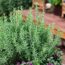 Maybe you would like to learn more about one of these? Rosemary Plant Rosemary Plant For Sale Plantingtree