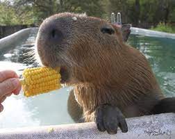 You Can Take Them For Walks Capivara Animais Incomuns Fotos De Capivara