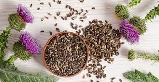 The Benefits Of Milk Thistle For Candida The Candida Diet Milk Thistle Benefits Milk Thistle Seed Milk Thistle