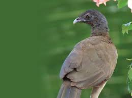 Un pájaro fantasma fue el encargado de asustar a una mujer, mientras se encontraba contemplando el atardecer. El Arca Del Virus La Prensa Panama