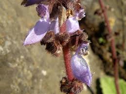 Image result for Coleus maculosus
