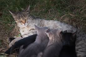 A complete kitten feeding schedule with instructions and emergency formula recipes to help your kitten get this is wonderful how the mother cat has been so attentive. Cat S Cradle A Guide To Bottle Feeding Orphaned Kittens Part 2 The Hi Lo