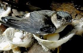 Sarang burung walet apa benar berkhasiat atau hoax? Besarnya Manfaat Sarang Walet Untuk Tubuh Berita Lamongan