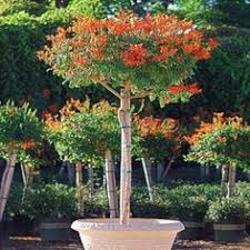 Maybe you would like to learn more about one of these? 7 Tecomaria Capensis Cape Honeysuckle Ideas Honeysuckle Orange Flowers Shrubs