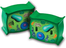 Check spelling or type a new query. Amazon Com Learning Resources Cross Section Plant Cell Model Plant Anatomy Science Classroom Accessories 2 Foam Pieces Ages 7 Toys Games