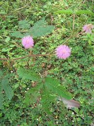Maybe you would like to learn more about one of these? Lukisan Pokok Bunga Raya Cikimm Com