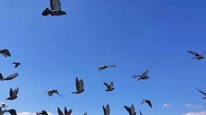 Maybe you would like to learn more about one of these? Dove Flying Stock Footage Royalty Free Stock Videos Page 4