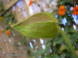 Image result for Thunbergia gregorii