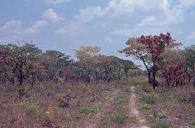 Image result for Cryptosepalum maraviense