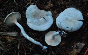 Image result for Clitopilus prunulus