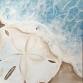 Sand Dollar Shore Acrylic on Canvas