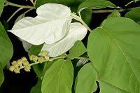 Image result for Croton steenkampianus