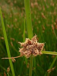 Image result for Bolboschoenus