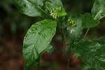 Image result for Solanum goetzei