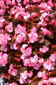 Image result for Begonia gentilii