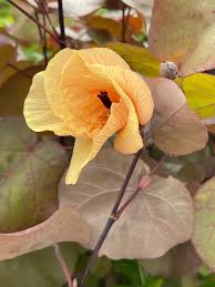 Image result for Hibiscus tiliaceus