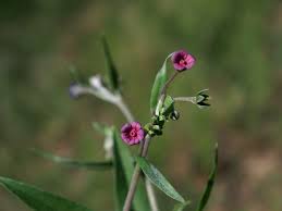 Image result for Cynoglossum inyangense