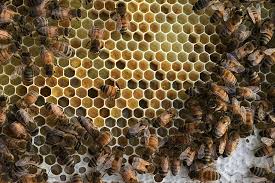 Honey is a sweet, viscous food substance made by honey bees and some related insects. Why Honeys Taste Different And How You Can Learn To Appreciate Them Lurie Garden