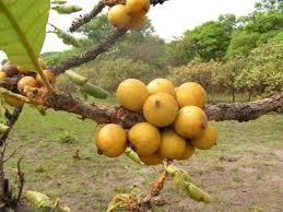 Image result for Uapaca