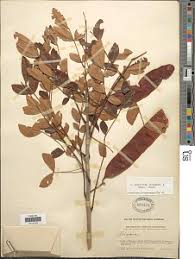 Image result for Albizia isenbergiana