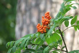 Chaste tree berry, or vitex, comes from a small tree native to the mediterranean and central asia. Berries Orange Berries Tree Green Tree Leaves Green Leaves Vitamins Tasty Berry Food Pxfuel