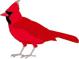 Black And Red Cardinal Bird St Louis Cardinals Clipart Cliparts Co In 2020 Funny Bird Pictures Bird Clipart Bird Painting Diy