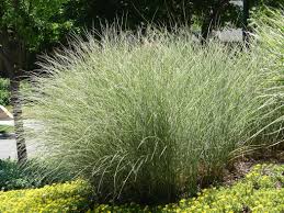 Maiden Grass Morning Light For Sale Online The Greenhouse Miscanthus Morning Light Outdoor Plants Grass