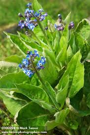 Image result for Cynoglossum