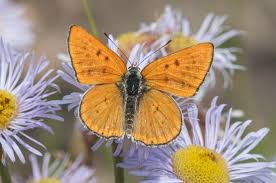 Image result for Bertiera angusiana