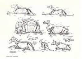 We did not find results for: Animal Laying Down Dog Anatomy Dog Skeleton Horse Anatomy