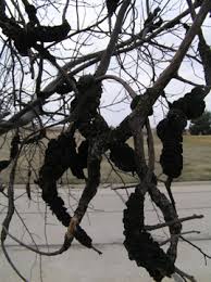 Image result for trees with black goo