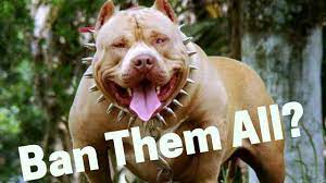 Are Pitbulls Dangerous And Aggressive Should We Ban Them Youtube