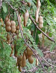 Image result for Tamarindus