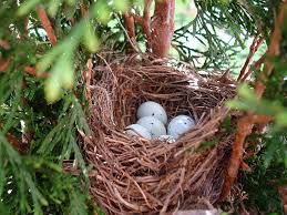 Different Types Of Birds With Their Nests Bird S Nest Intertwined Twigs Leaning Against Intersection Of Larger Branches Bird Nest Bird Finches Bird
