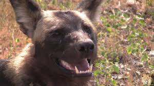 Maybe you would like to learn more about one of these? African Wild Dog Pet