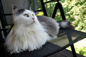 Do you sometimes find your kitty's claws around the house? Siberian Cats And Shedding Siberian Cats