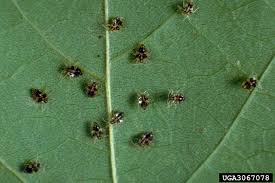 Tigrul platanului (corythucha ciliată), o insectă minusculă, o musculiță cu dimensiunea de până la 3 milimetri, invadează marile orașe din europa, în această vară. Tigrul Platanului Din Bucuresti E Mic Copil La Timisoara Si A FÄƒcut ApariÅ£ia Pantera Palmierului