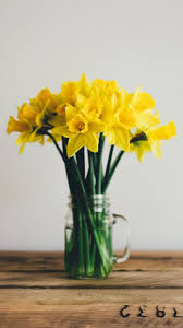 Daffodils Wallpaper Iphone Android Desktop Backgrounds Flower Arrangements Diy Daffodils Flower Wallpaper