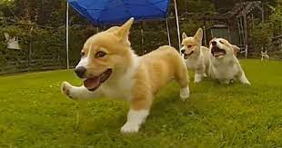 Funny and cute corgi puppies barking video compilation. Corgi Puppies Running In Slow Mo Will Make Your Day Bored Panda