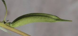 Image result for Sesamum angustifolium