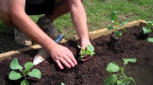 Plant seeds greens can be sown in the ground as soon as it can be worked in early spring. How To Plant Collard Greens Youtube