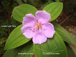 Image result for Melastomastrum