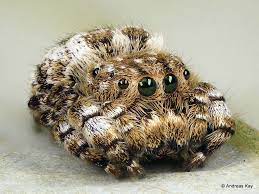 Jumping Spider Beata Sp Salticidae Jumping Spider Pet Spider Spider