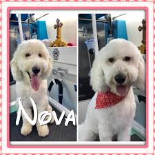 Pet groomer near me cheap. The Top 5 Best Pet Grooming Places Available In Apex Nc Dog Walker Pet Sitter Serving Wake County