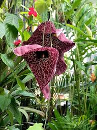 Image result for Aristolochia littoralis